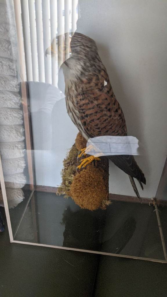 Taxidermy Kestrel in  Case – Good Condition