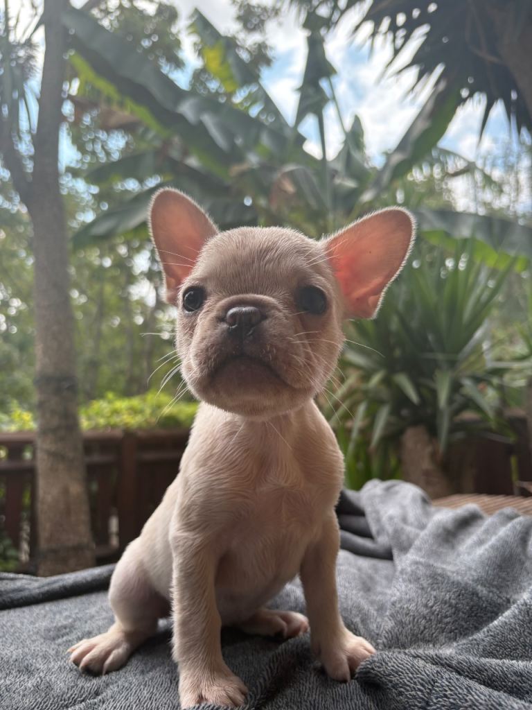 Adorable Female French Bulldogs! 🐶❤️
