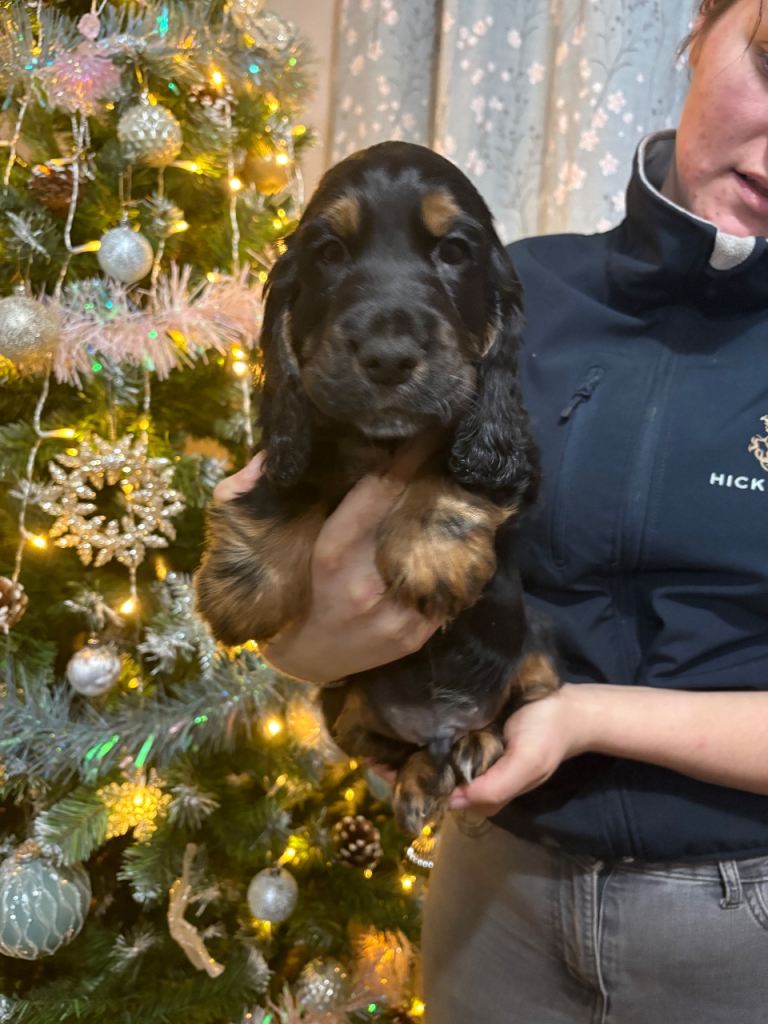 Stunning show cocker spaniels 