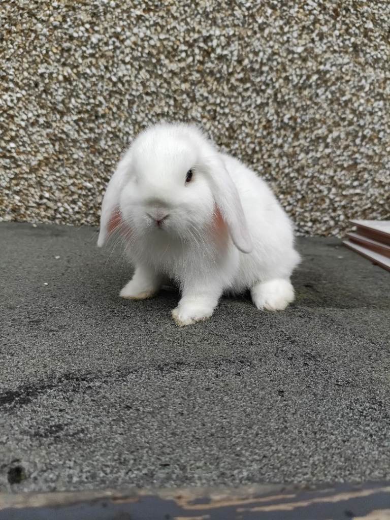 Mini lop rabbits