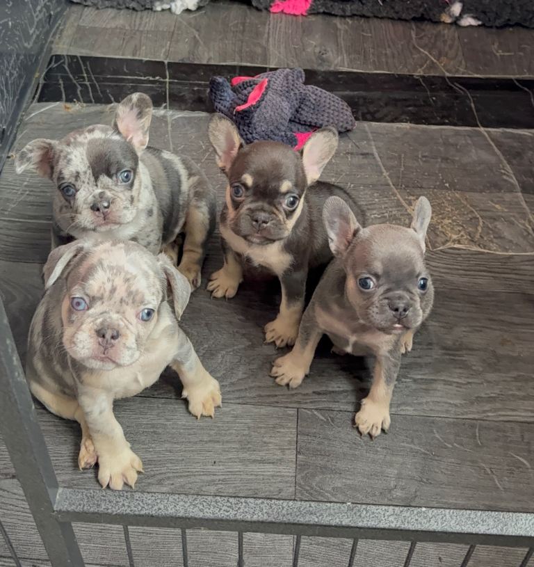 🩶🩷Beautiful French Bulldogs 🩷🩶