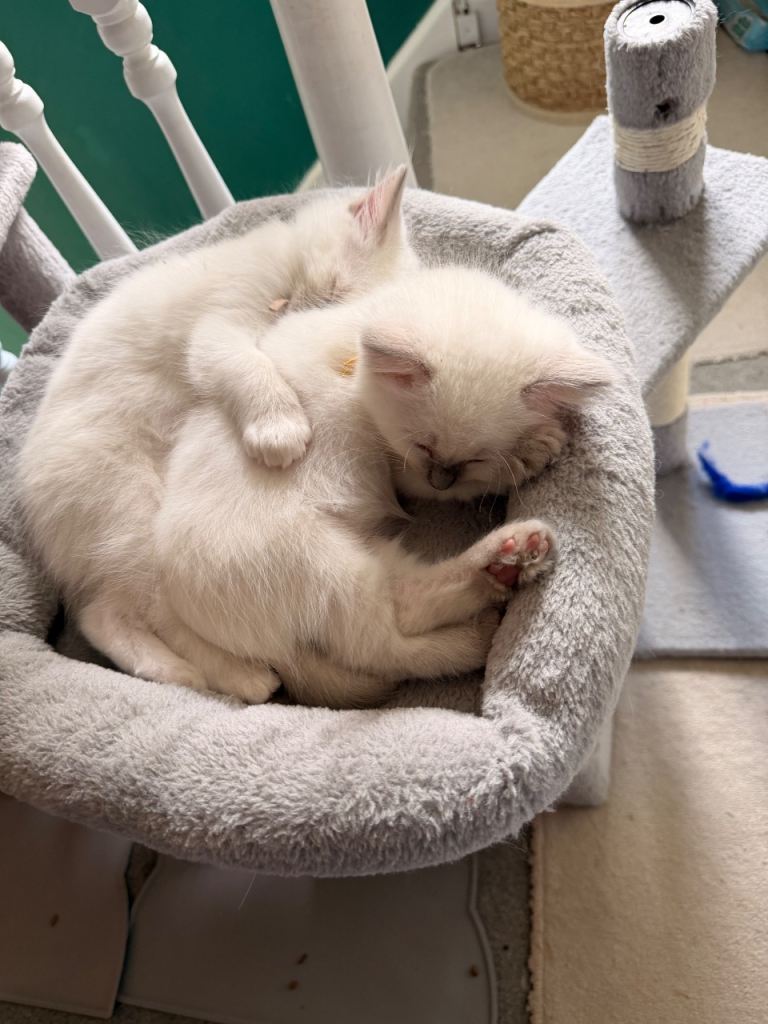 GCCF Rare Lilac ragdoll kittens 