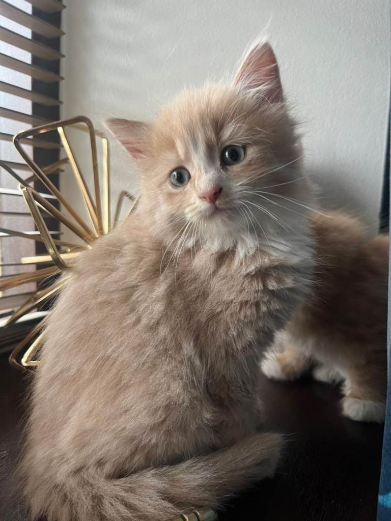 Beautiful Kittens 