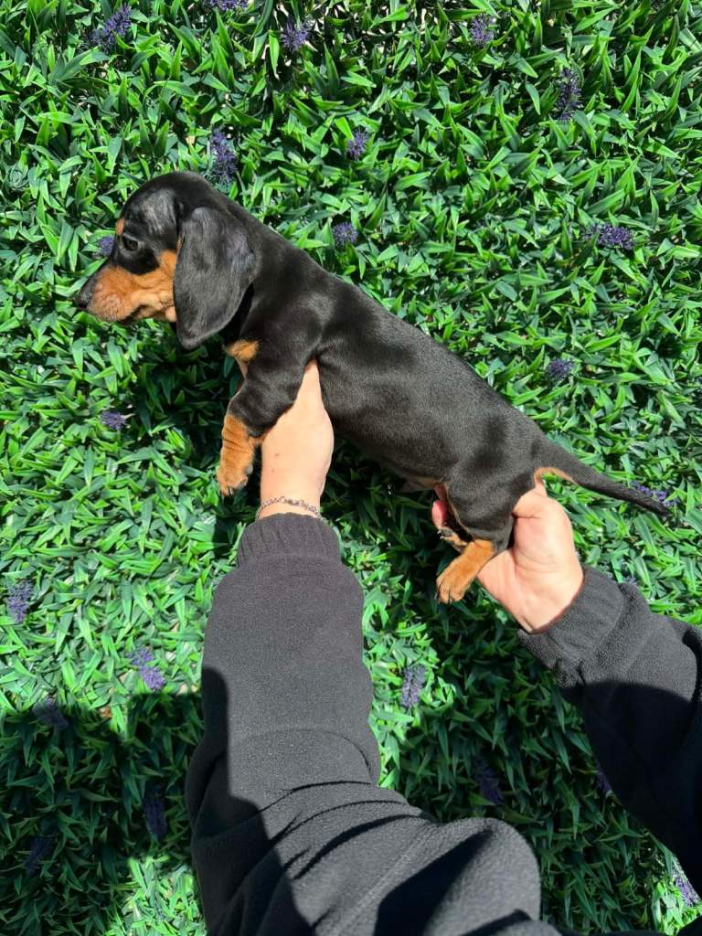 READY NOW Miniature dachshund puppies 