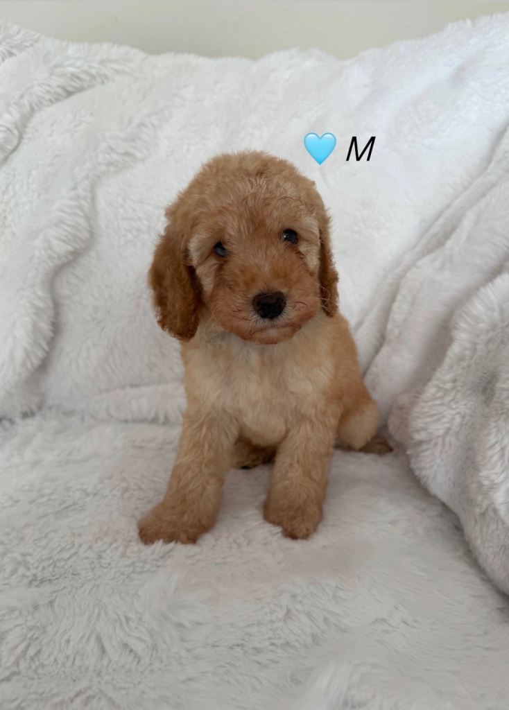 Gorgeous F2b Cockapoo Puppies Ready End Of August