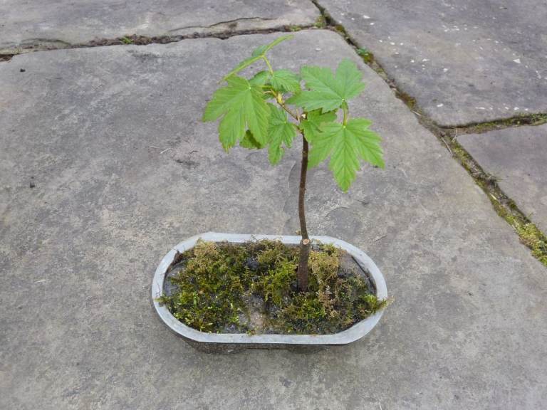 Sycamore Bonsai 12 Years +