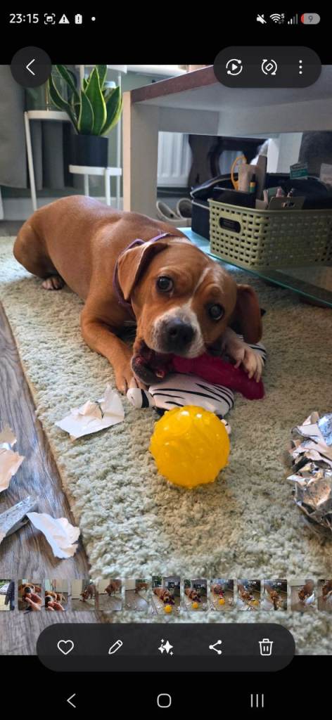 Frengle female dog needs a loving home