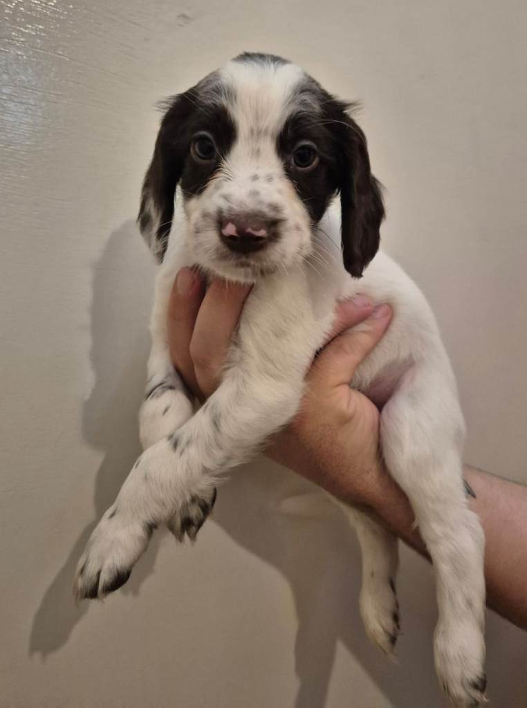 Sprocker Spaniel Puppies 