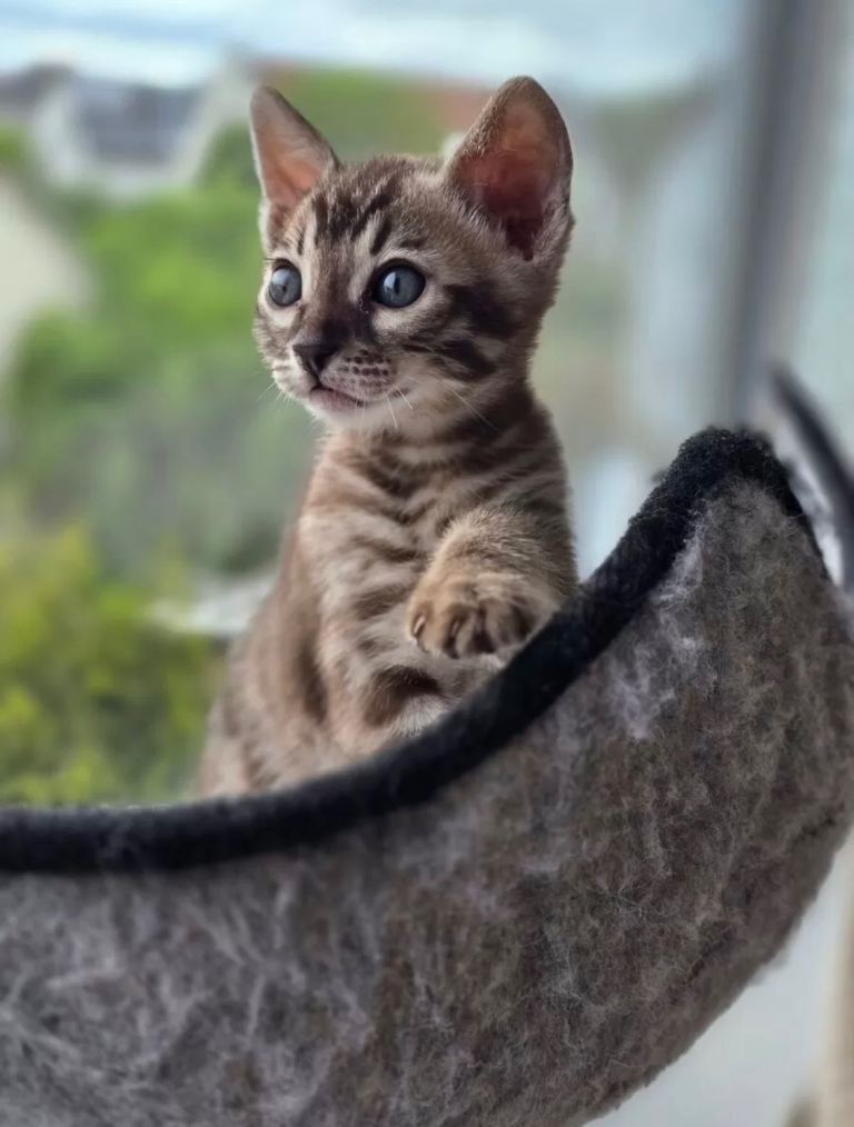 Bengal kittens ❤️