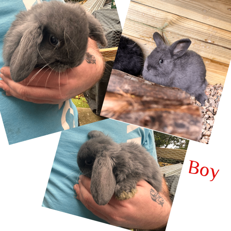 Ready now - mini lop boy 8 weeks 