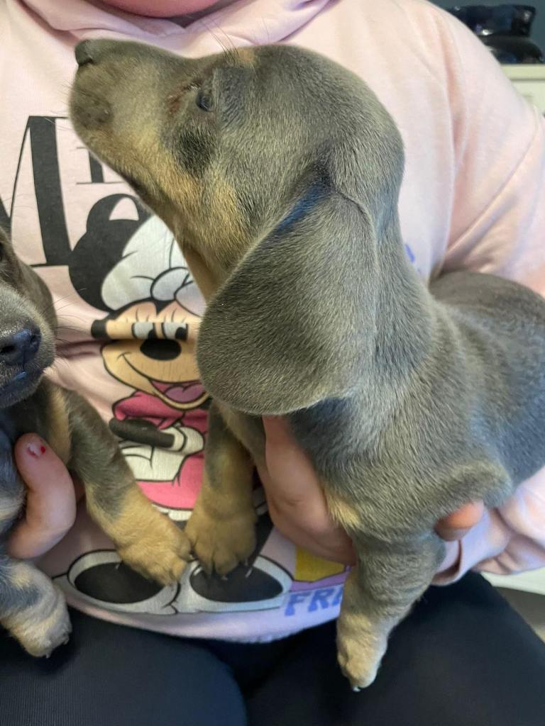 Isabella Miniature Dachshunds