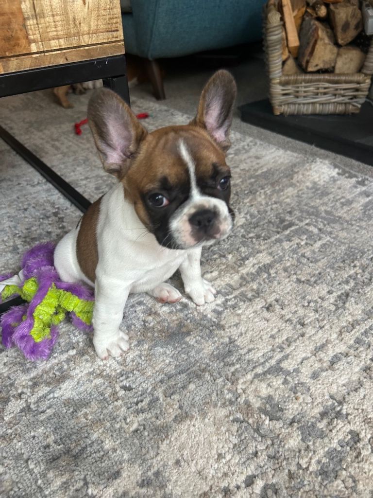 READY NOW, gorgeous red pied bo French bulldog 