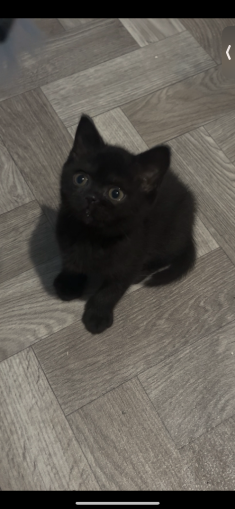 BSH kitten