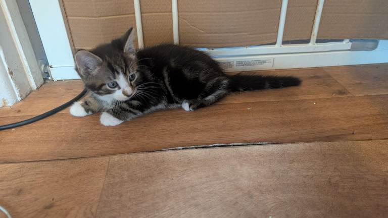 2 female and 1 male kittens