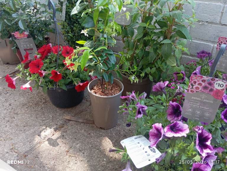 New flowers 
