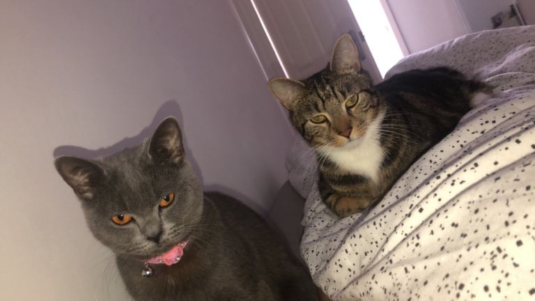 Tabby Cat needing rehomed 