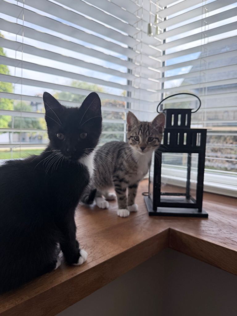 2 female kittens- 14 weeks