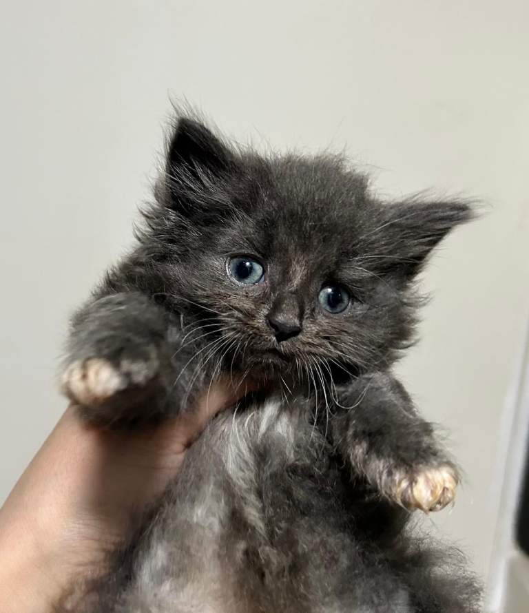 Fluffy Kitten 