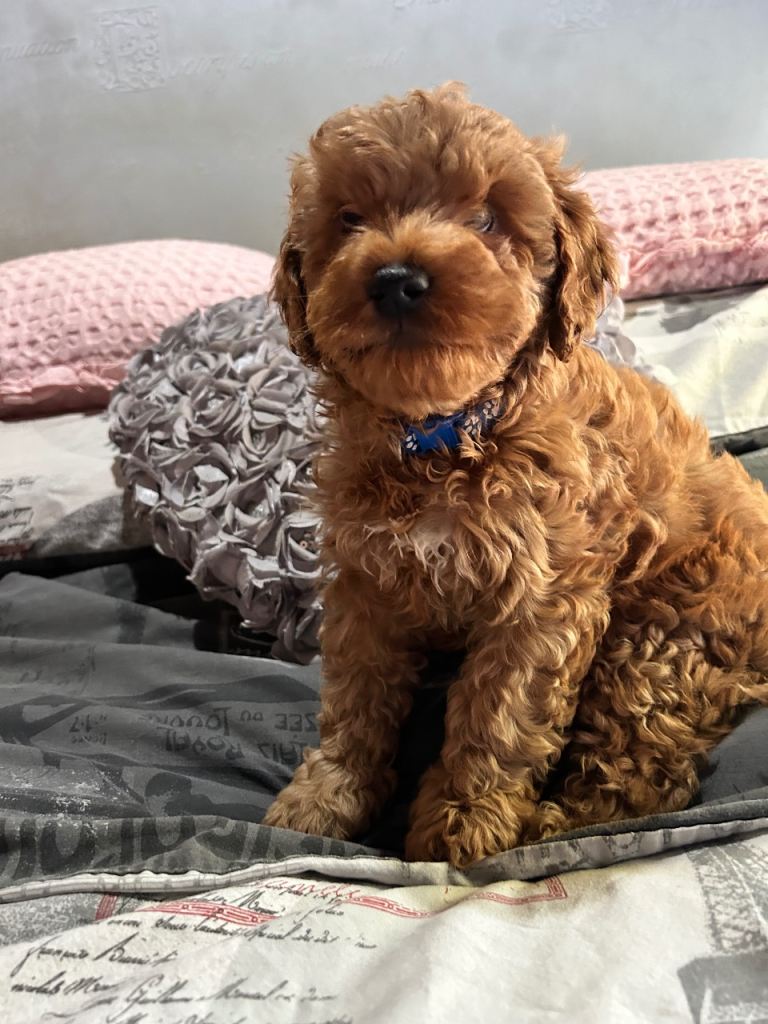 1 ginger male cockapoo for sale
