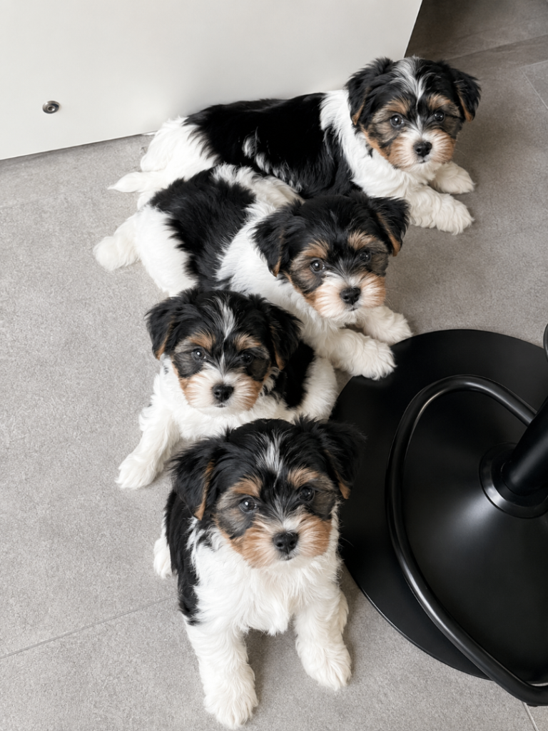 Beautiful Biewer Yorkshire Terrier Puppies – Standard Size in Aylesbury