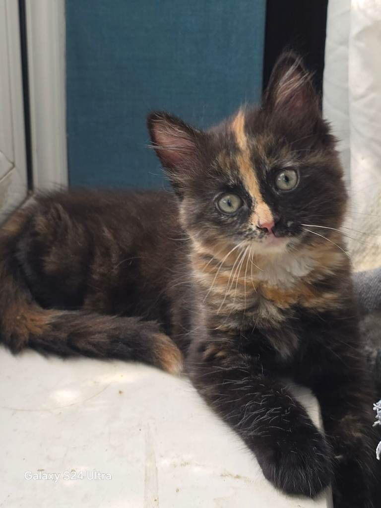 2 still available female kittens 