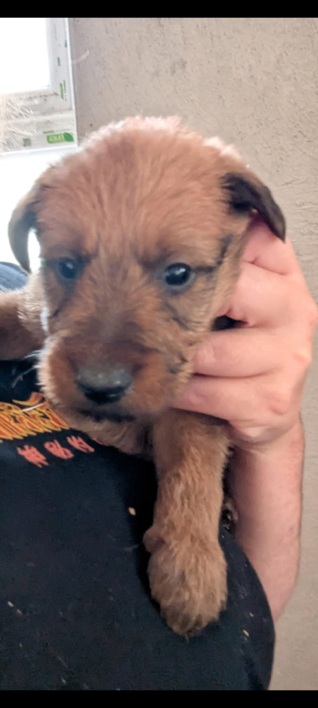 Irish terrier pups