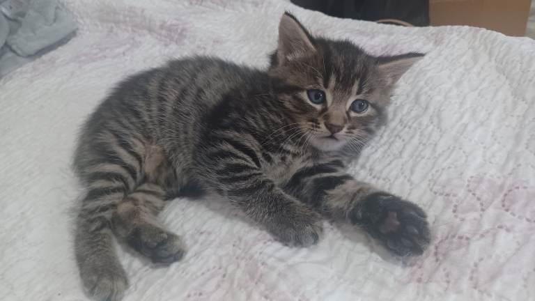 Kittens 