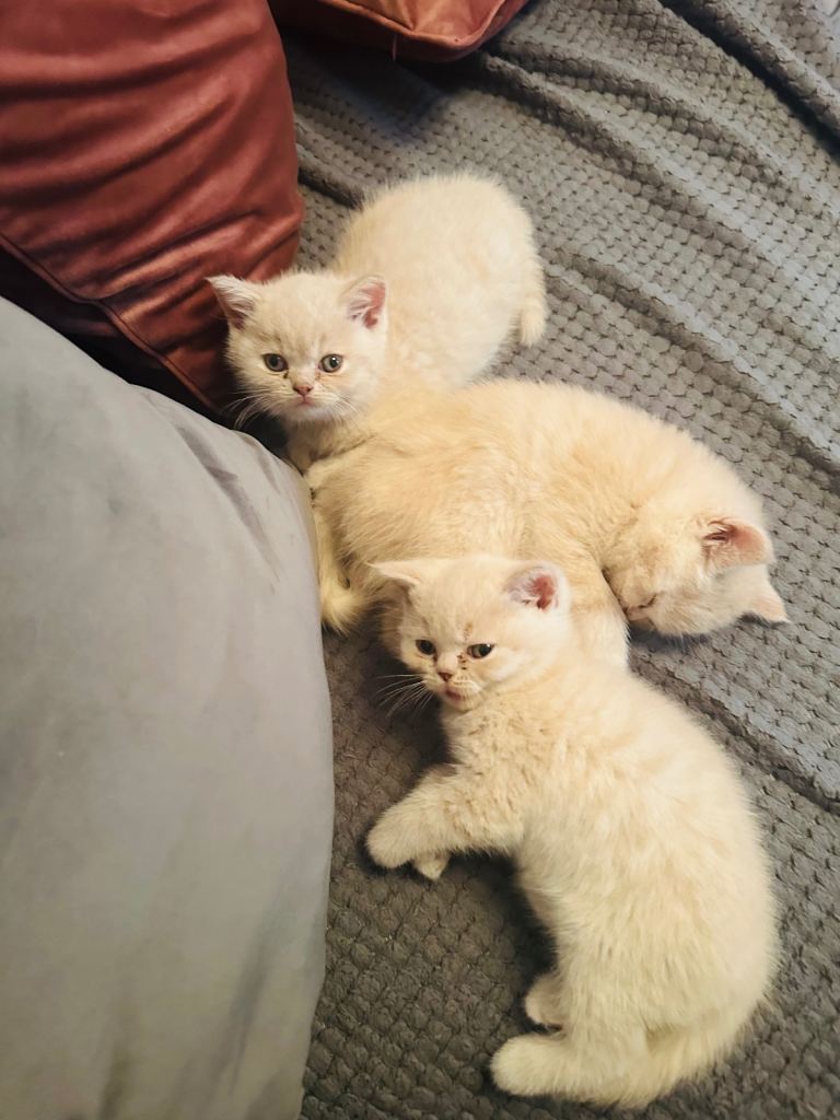 Beautiful British shorthair kittens 