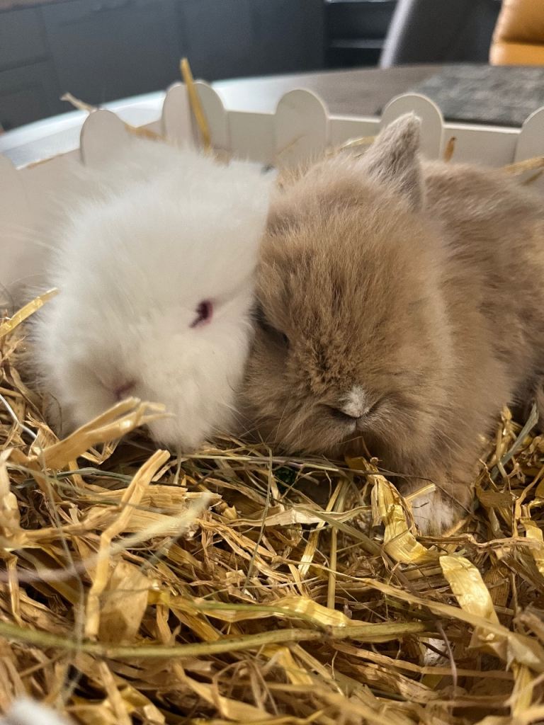 Lionhead Rabbits 