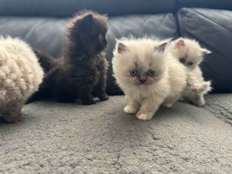 Persian Maine Coone Kittens 6 Weeks Old 