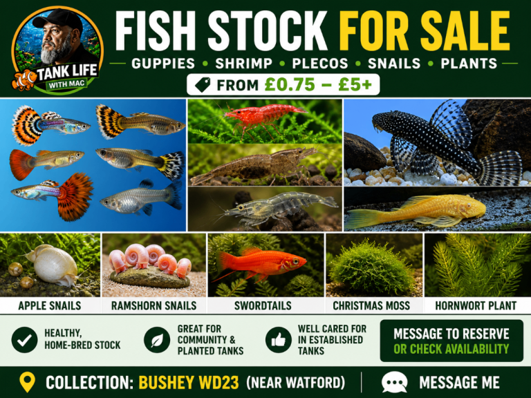 Fish Stock Clearance – Guppies, Swordtails, Shrimp, Plecos, Apple Snails & Plants +