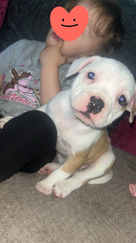 Beautiful puppy 
