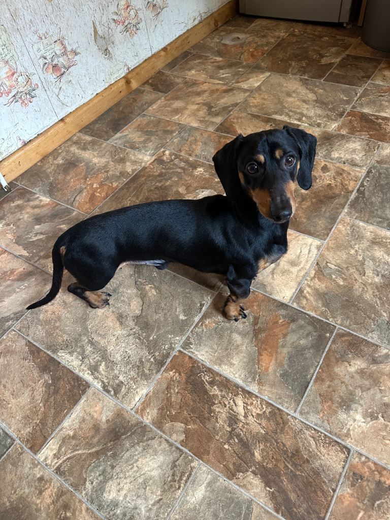 Friendly & Loving Miniature Dachshund (18 Months Old)