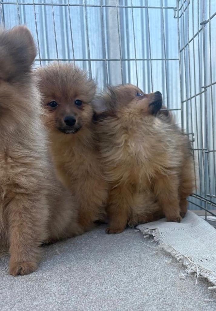 Pomeranian Boy puppies