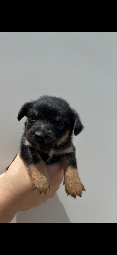 Jack Russell puppy 