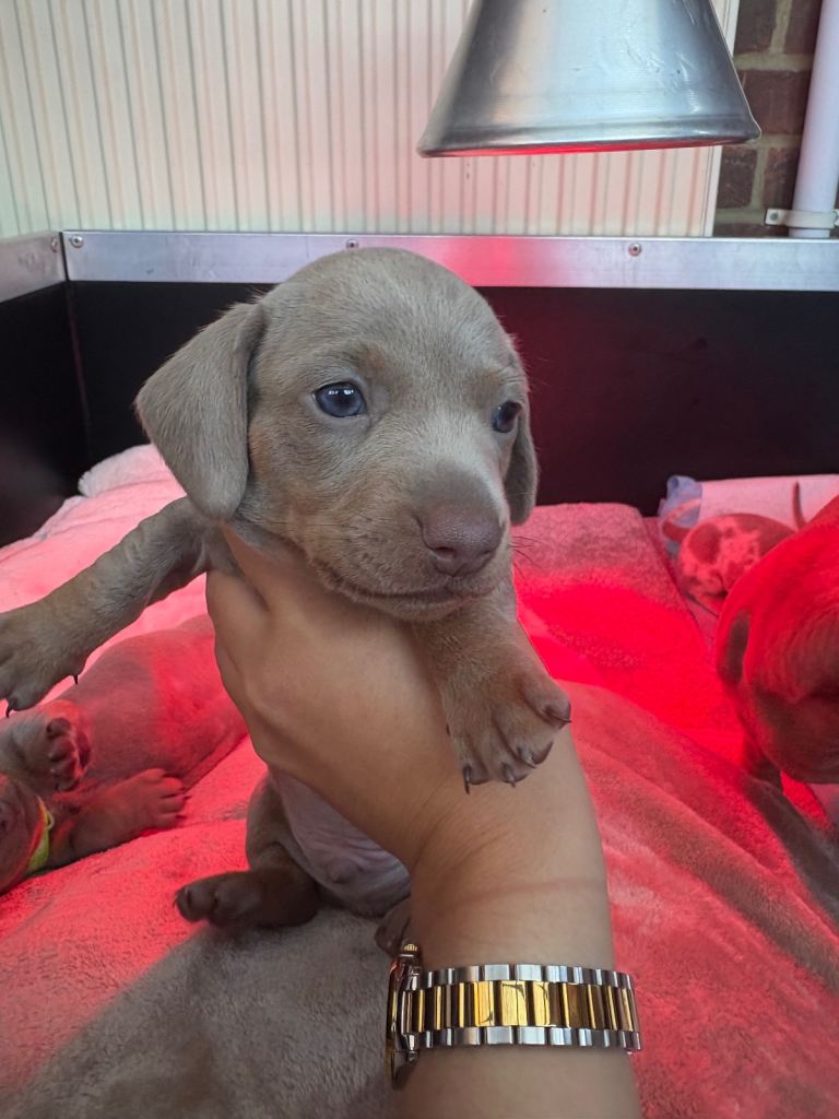 Toy Story litter 2 mini dachshunds