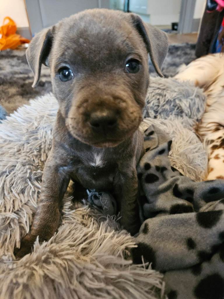 Beautiful Blue Staffy Boy 