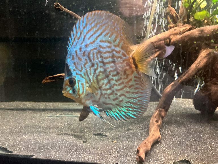 Tropical fish discus , pleco , angel fish 