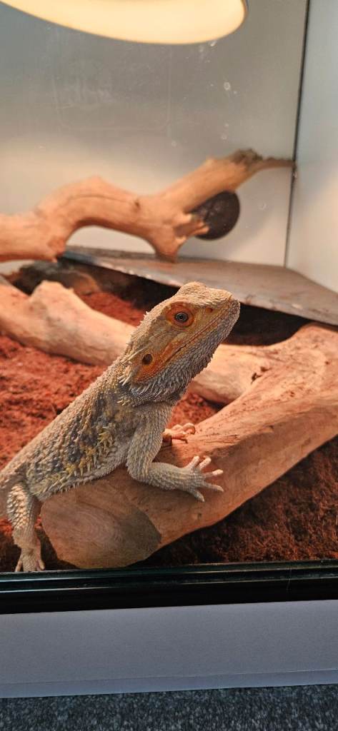 Male bearded dragon