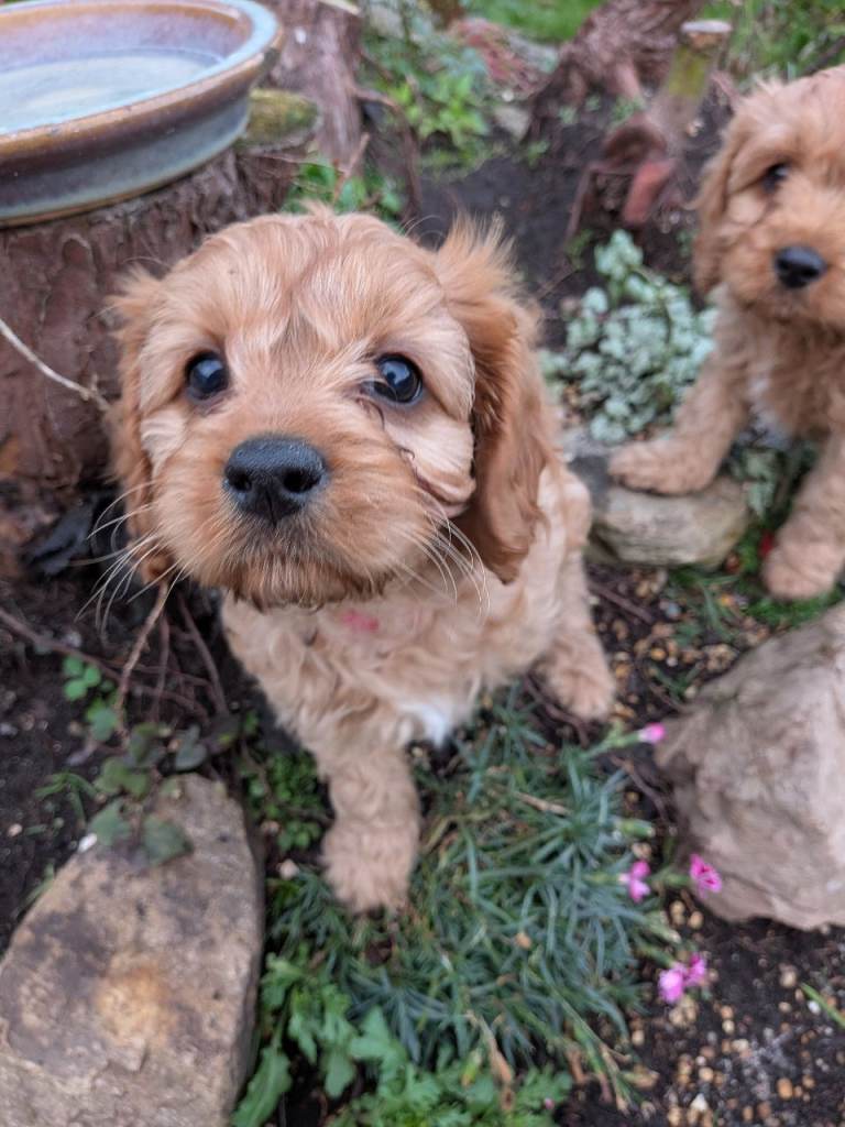 Highland Cavapoos