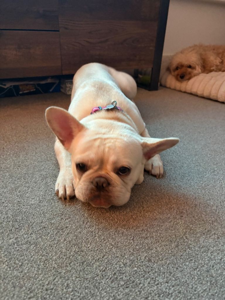 French bulldog puppy for sale
