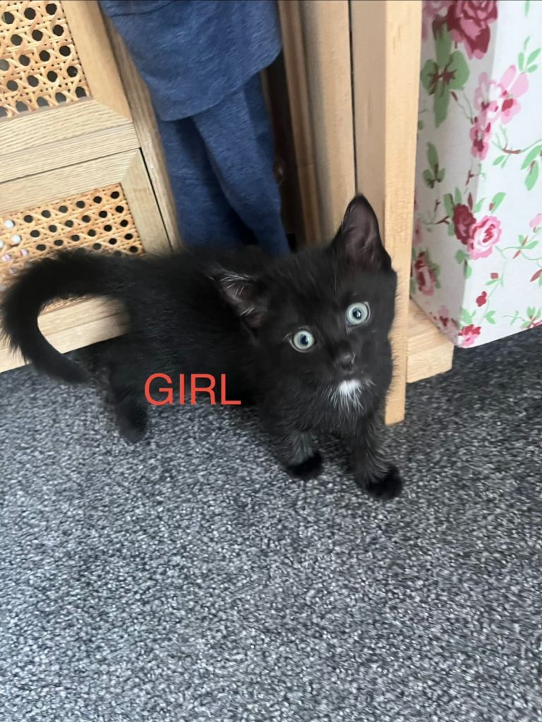 My lovely black ninja left -girl power