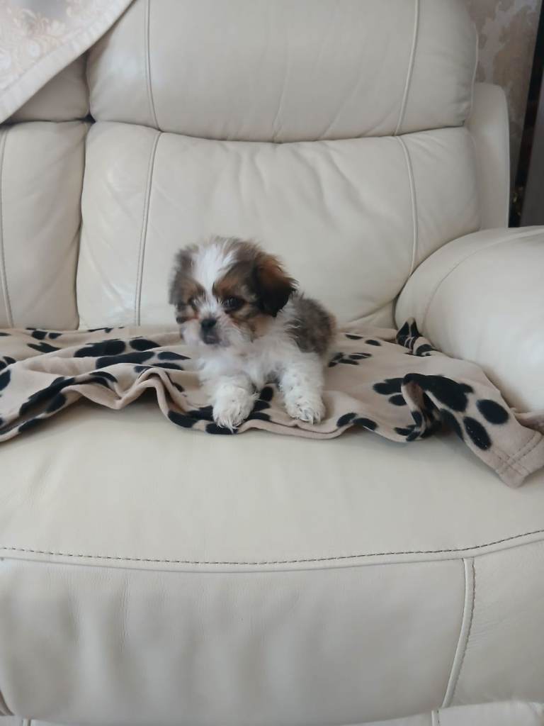 shih tzu puppy