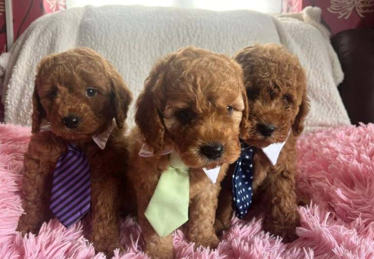 Cavapoo puppies
