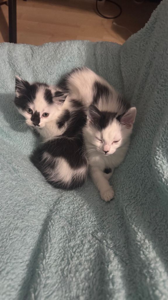 Kittens 