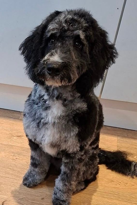 Rare Merle Cockapoo boy 6 months old