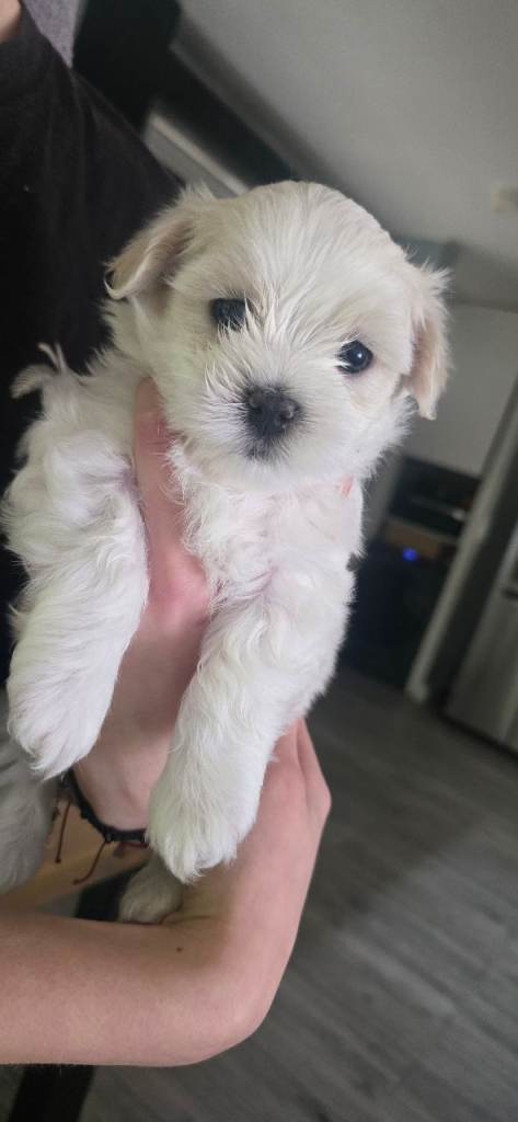 Puppy maltese