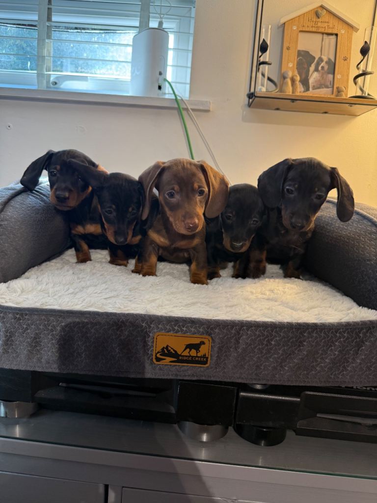 Mini dachshund kc registered 