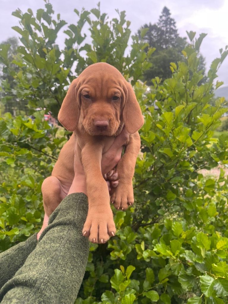 Hungarian vizsla puppies