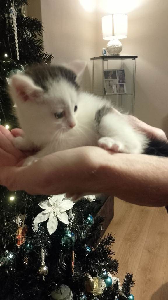 Fluffy playful kittens